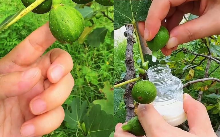 Əncir ağacı, Ficus carica