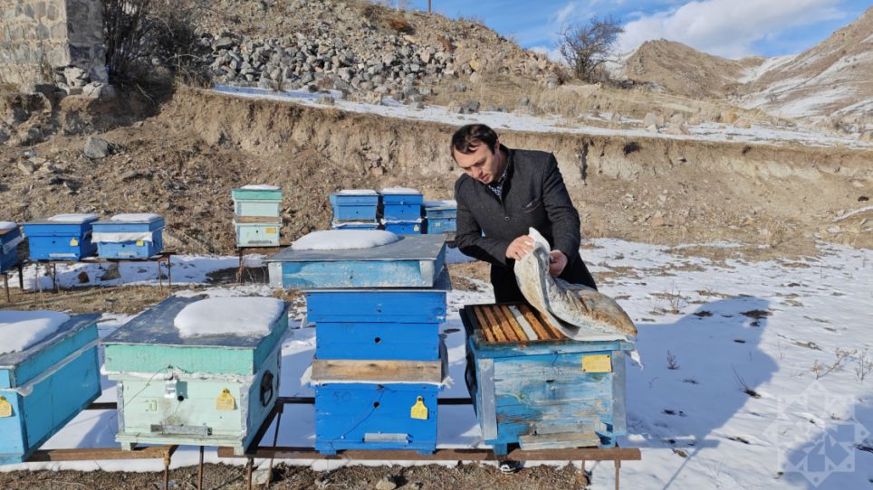 otuz-illik-həsrətin-sirin-bəhrəsi:-kəlbəcərdə-qədim-ariciliq-ənənələri-yenidən-dircəlir